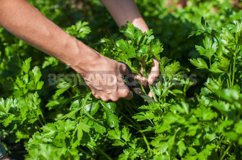 Prepare Perennial Vegetables for Winter