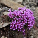 Saxifrages for the Rock Garden