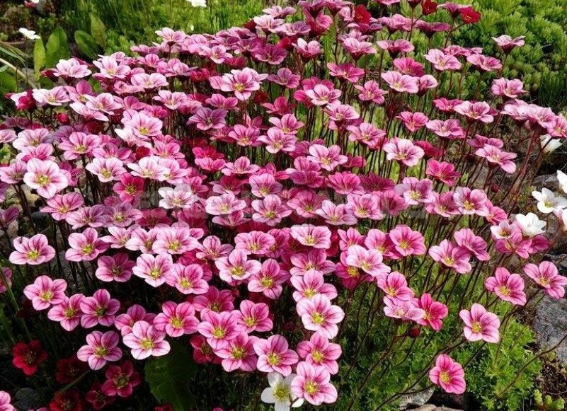 Saxifrages for the Rock Garden