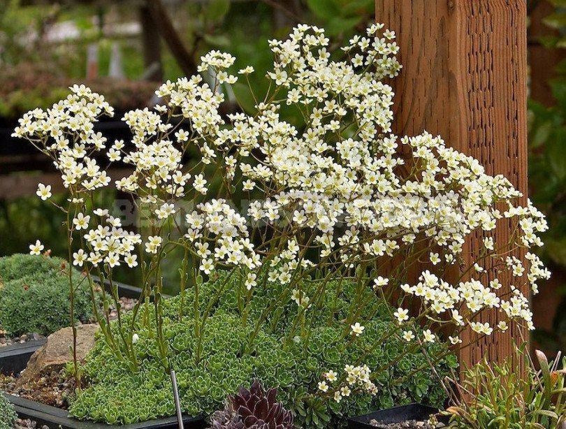 Saxifrages for the Rock Garden