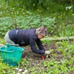 Scientists Intend to Find Out How to Be Treated With Gardening