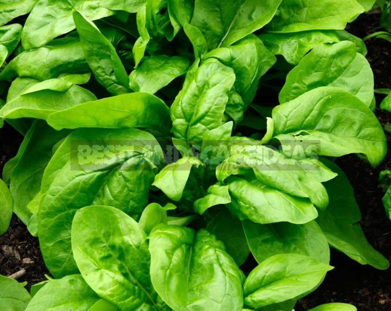 Spinach and His Comrades: Let's Talk About Taste and Benefits