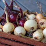 Storage of Onion and Planting for the Winter