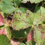 How to Feed Strawberries Garden: Signs of Deficiency of Nutrients