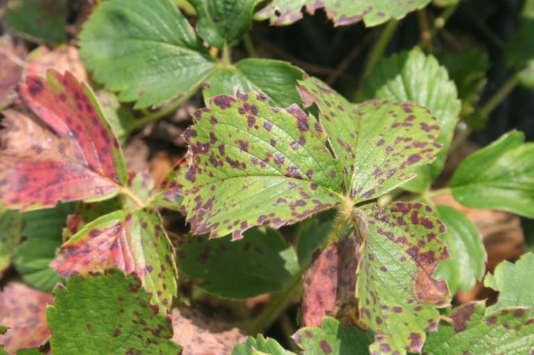 how-to-feed-strawberries-garden-signs-of-deficiency-of-nutrients