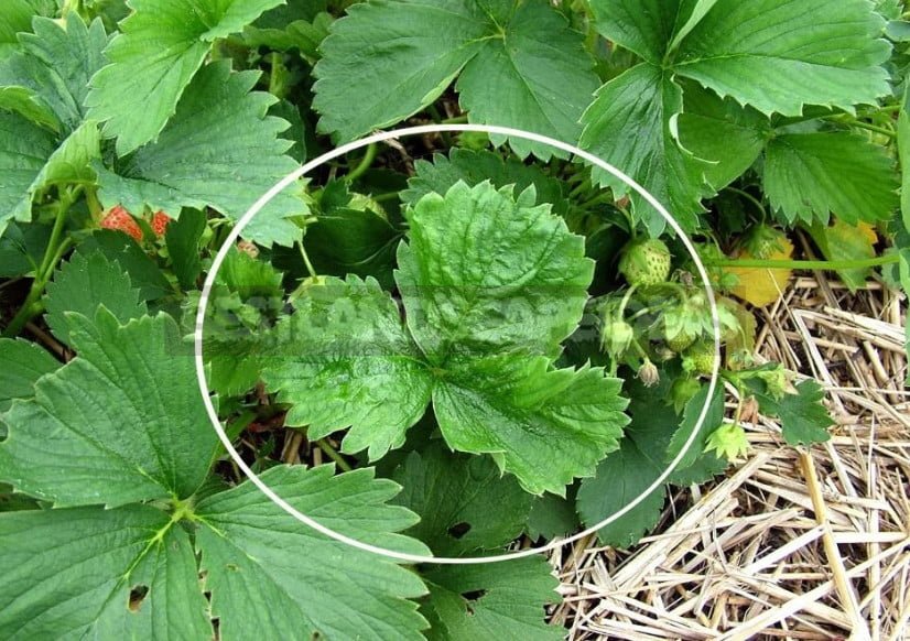 How to Feed Strawberries Garden: Signs of Deficiency of Nutrients