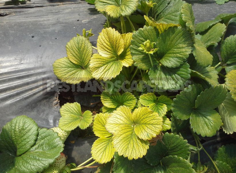 How to Feed Strawberries Garden: Signs of Deficiency of Nutrients