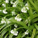 The Most Spectacular Types and Varieties of Decorative Bows