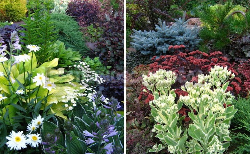 Flower Beds: Spectacular Compositions Based on Contrasts of Color and Shape