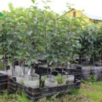 Purchase and Planting of Fruit Seedlings