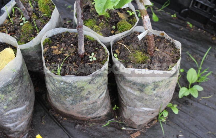 Purchase and Planting of Fruit Seedlings