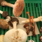 Top 10 Poisonous Mushrooms, Which are Just Not Worth it to Put in the Basket