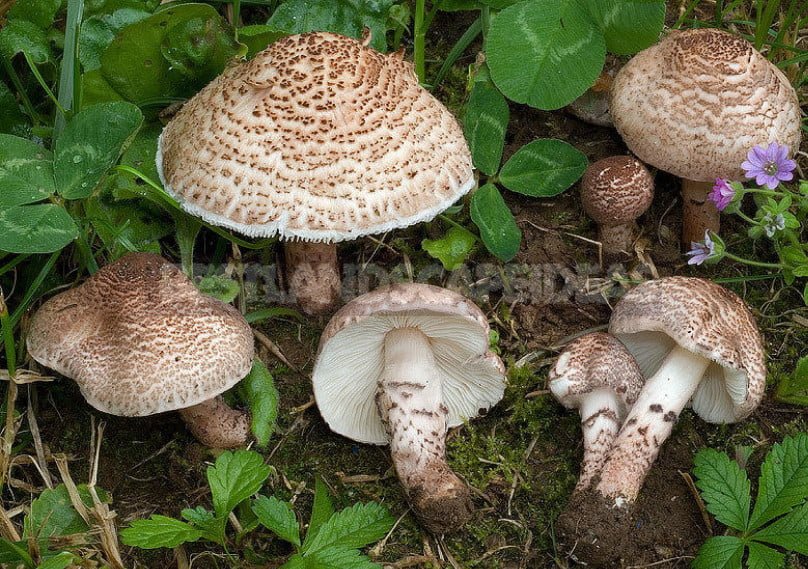 Top 10 Poisonous Mushrooms, Which are Just Not Worth it to Put in the Basket