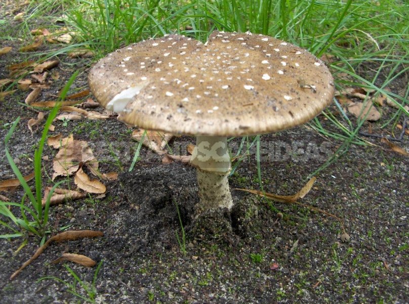 Top 10 Poisonous Mushrooms, Which are Just Not Worth it to Put in the Basket