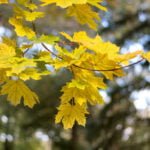 Trees and Shrubs With Yellow Leaves