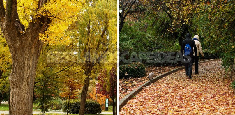 Trees and Shrubs With Yellow Leaves