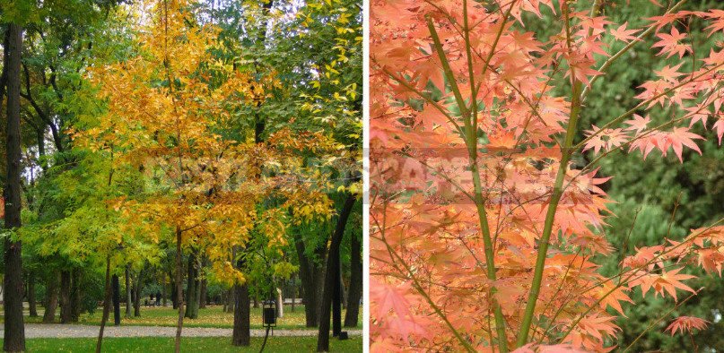 Trees and Shrubs With Yellow Leaves