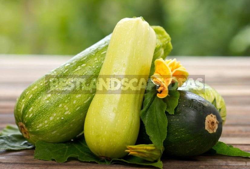 Useful Properties of Zucchini, Which You Might Not Know