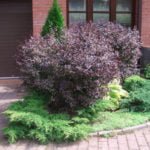 Barberry: Species and Varieties