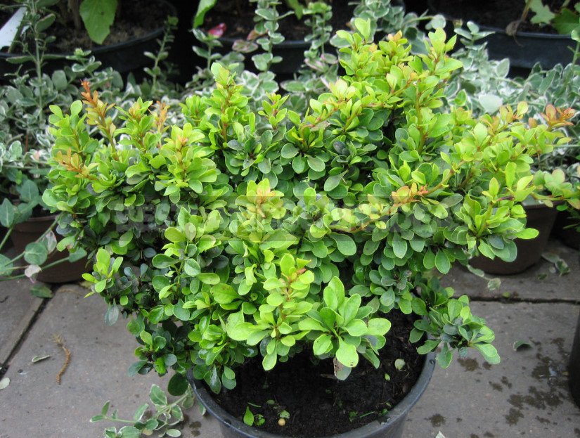 Barberry: Species and Varieties