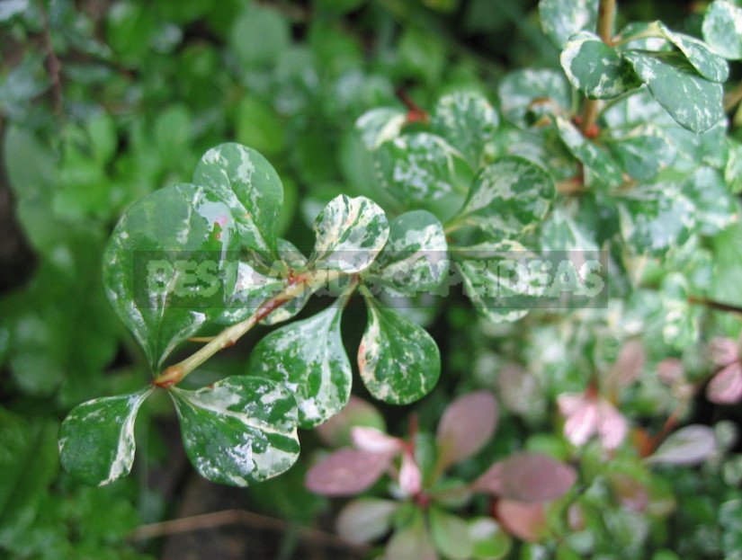 Barberry: Species and Varieties