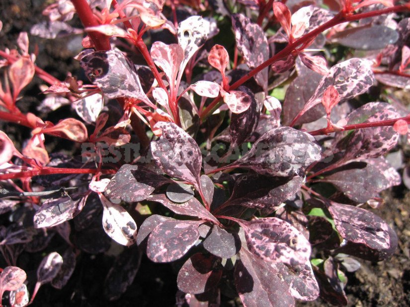 Barberry: Species and Varieties