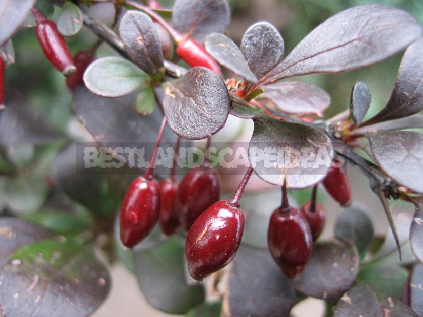 Barberry: Species and Varieties