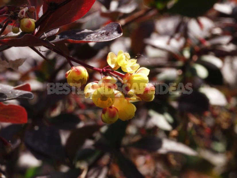 Barberry: Species and Varieties