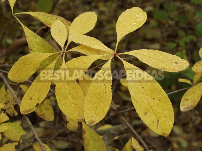 Barberry: Species and Varieties