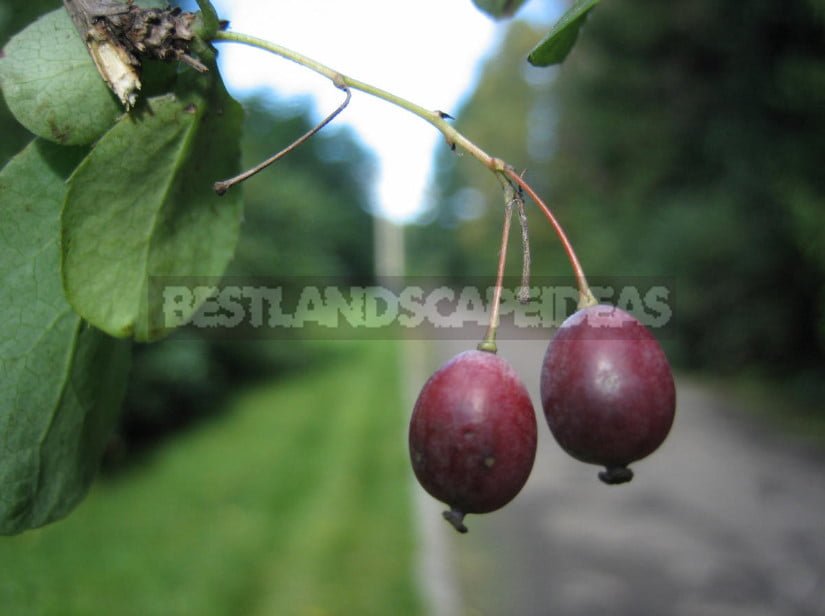 Barberry: Species and Varieties