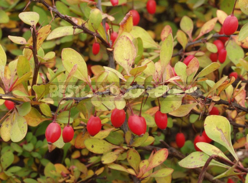 Barberry: Species and Varieties