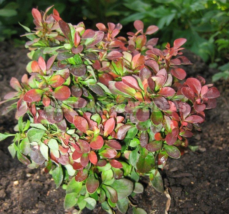 Barberry: Species and Varieties