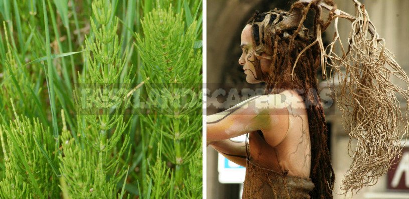 Wild Plants for Hair Care: Recipes and Terms of Preparation of Raw Materials