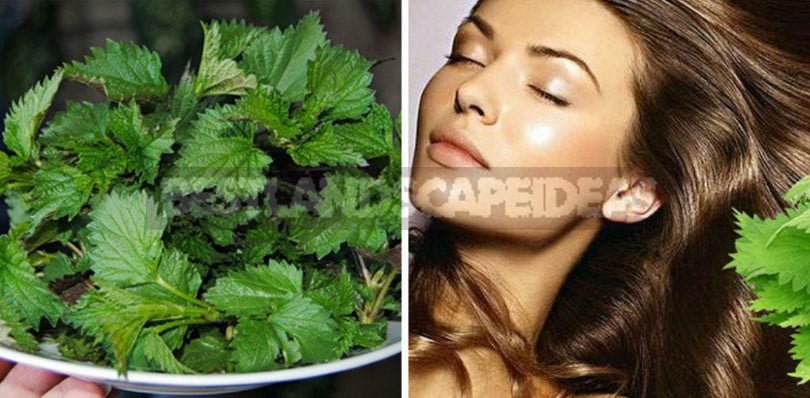 Wild Plants for Hair Care: Recipes and Terms of Preparation of Raw Materials