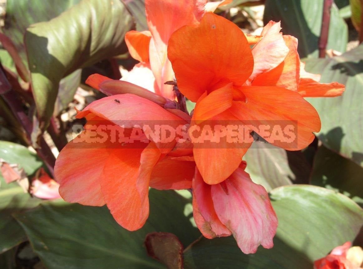 Varieties of Canna for Growing in Containers