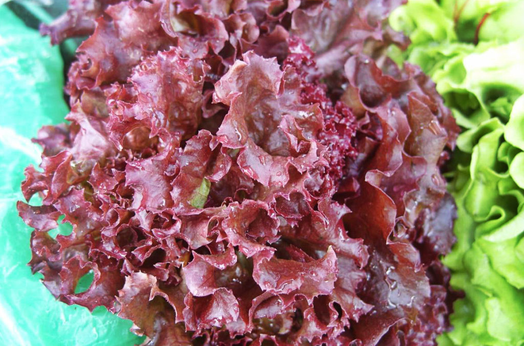 Lettuce – Beautiful and Useful Plant