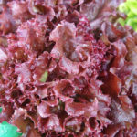 Lettuce – Beautiful and Useful Plant