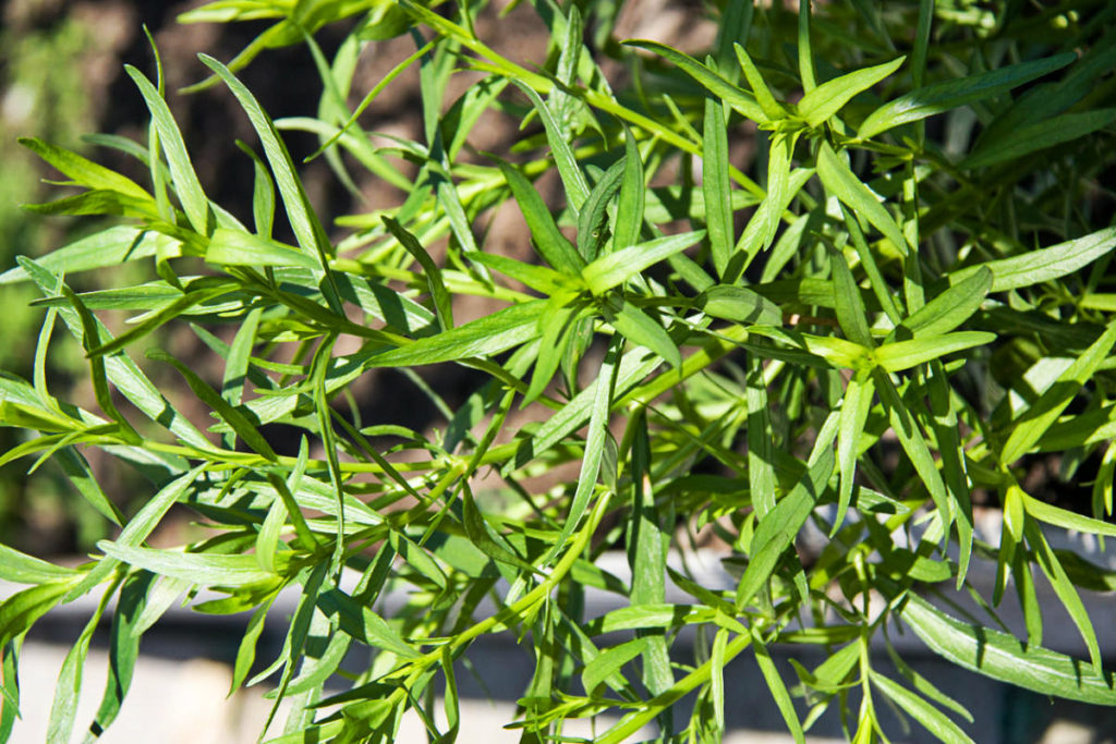 How To Plant And Care For Artemisia Dracunculus