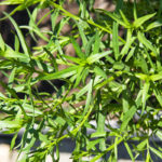How To Plant And Care For Artemisia Dracunculus