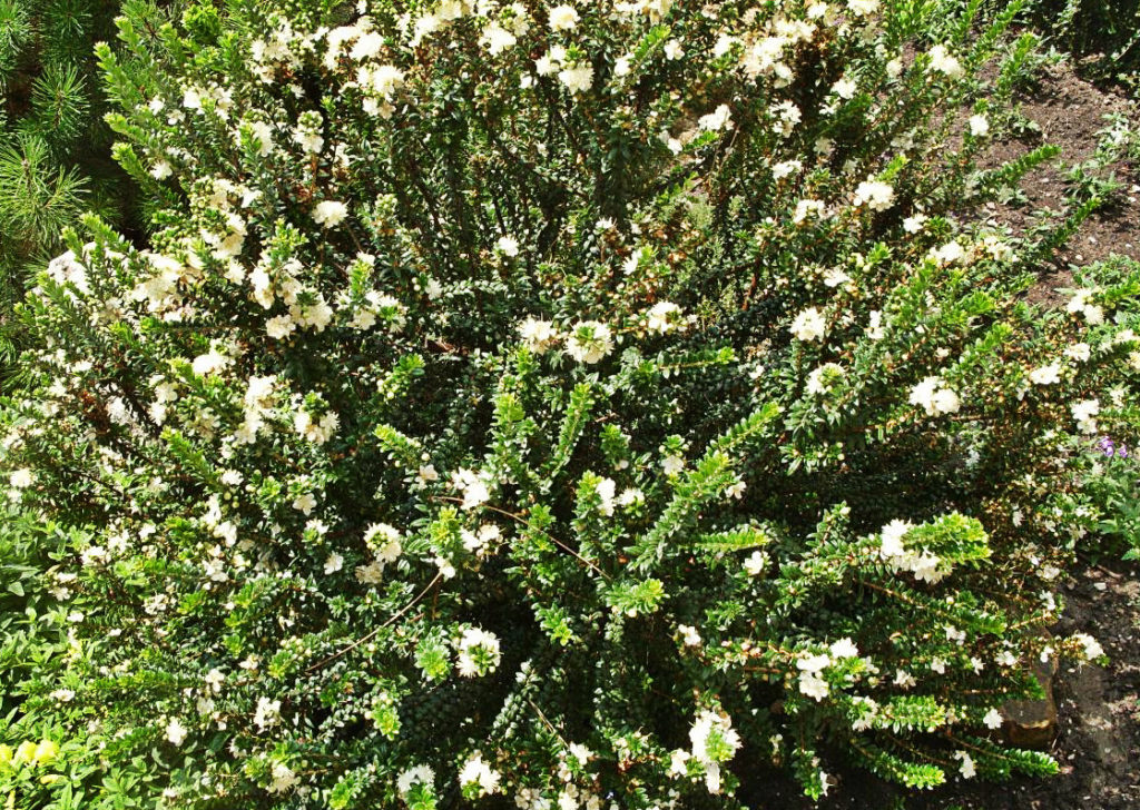 Sacred and Healing Myrtus Communis