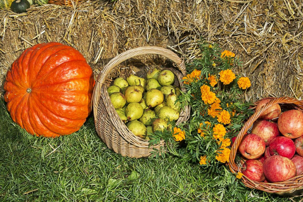 Seasonal Work in the Garden and Kitchen-Garden in the Last Week of September