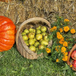 Seasonal Work in the Garden and Kitchen-Garden in the Last Week of September