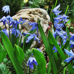 TOP the Best Plants For Your Flower Bed