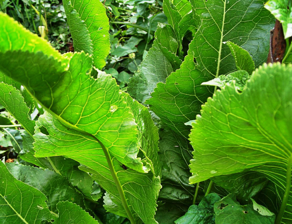 How To Plant And Care For Armoracia Rusticana