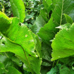 How To Plant And Care For Armoracia Rusticana