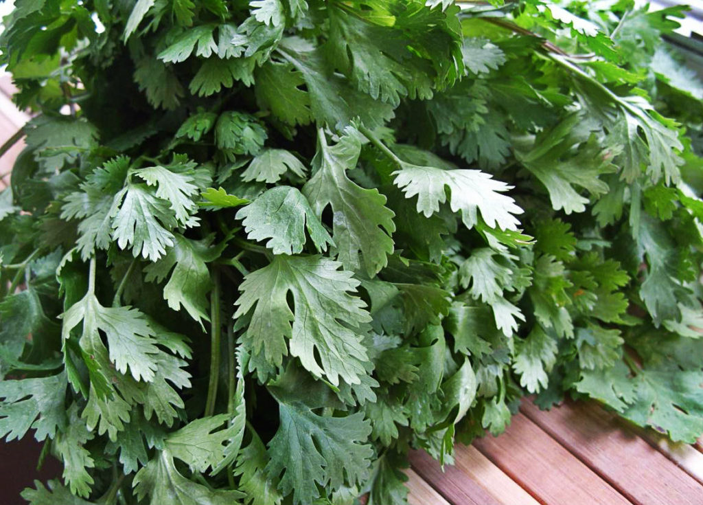 Biblical Plant – Coriander