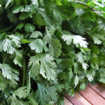 Biblical Plant – Coriander
