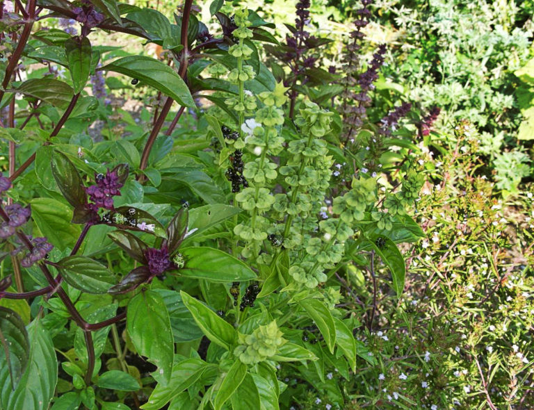 How To Plant And Care For Basil Best Landscape Ideas