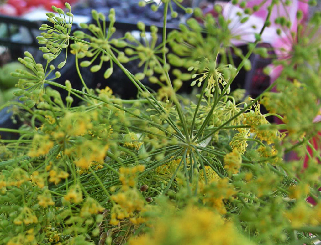 Medicinal Properties of Dill