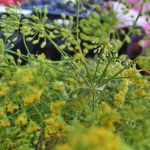 Medicinal Properties of Dill